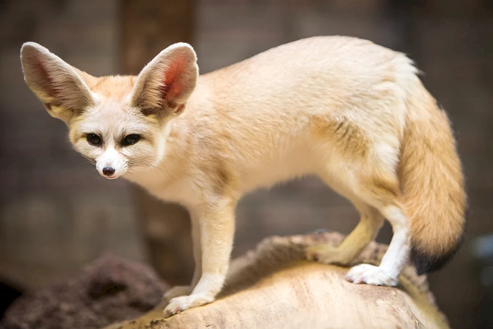 Foxes fenech