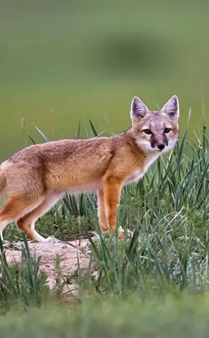 Fuchs Korsak