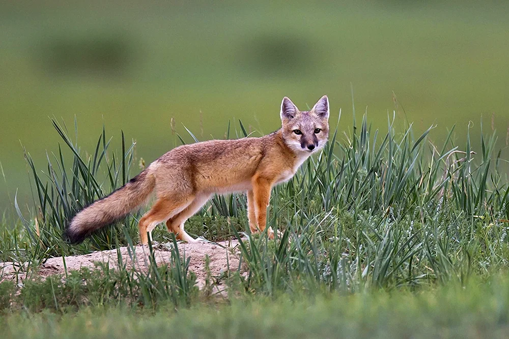 Fuchs Korsak