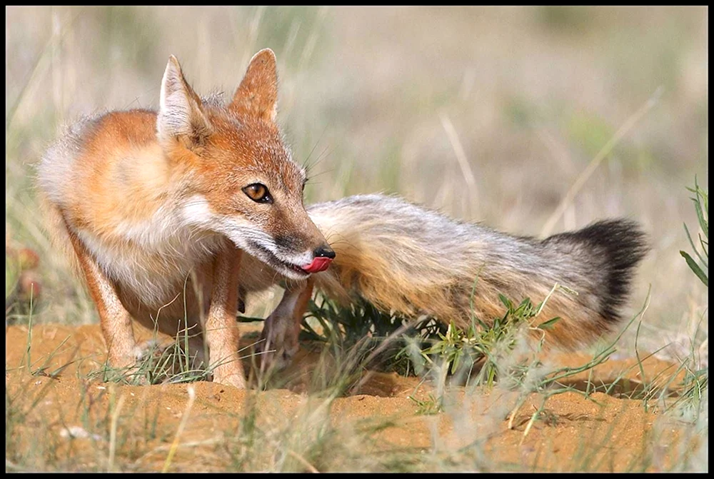 Vixen Korsak