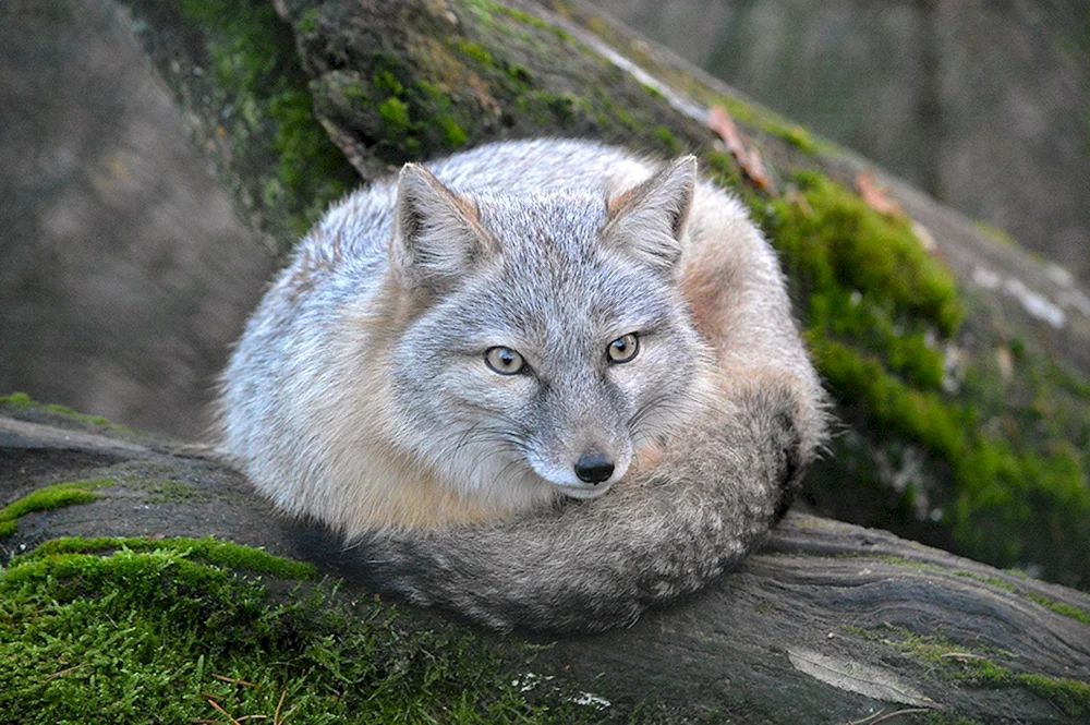 Vixen Korsak.