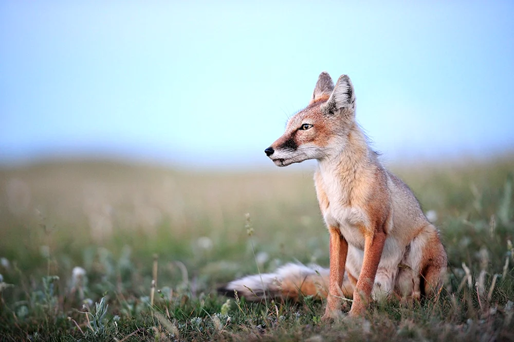 Fauna der Steppe