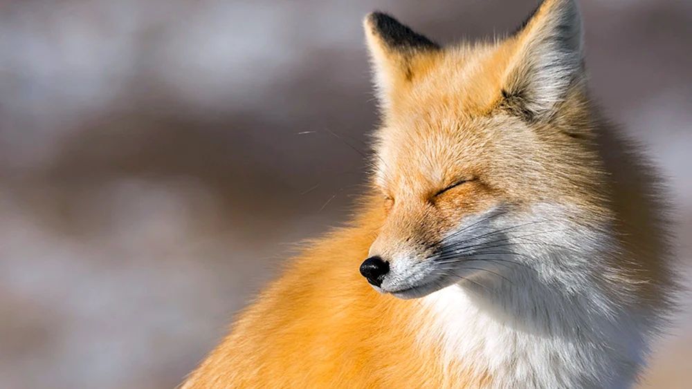 Lapland-Reservat Fuchs