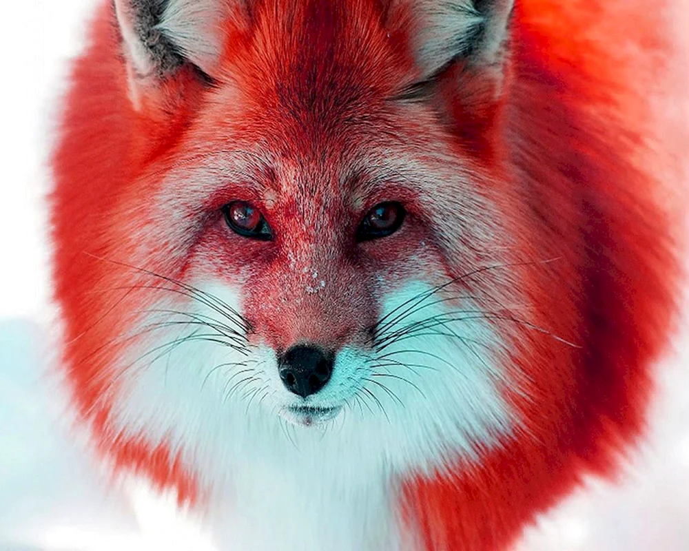 Rotaugenfuchs