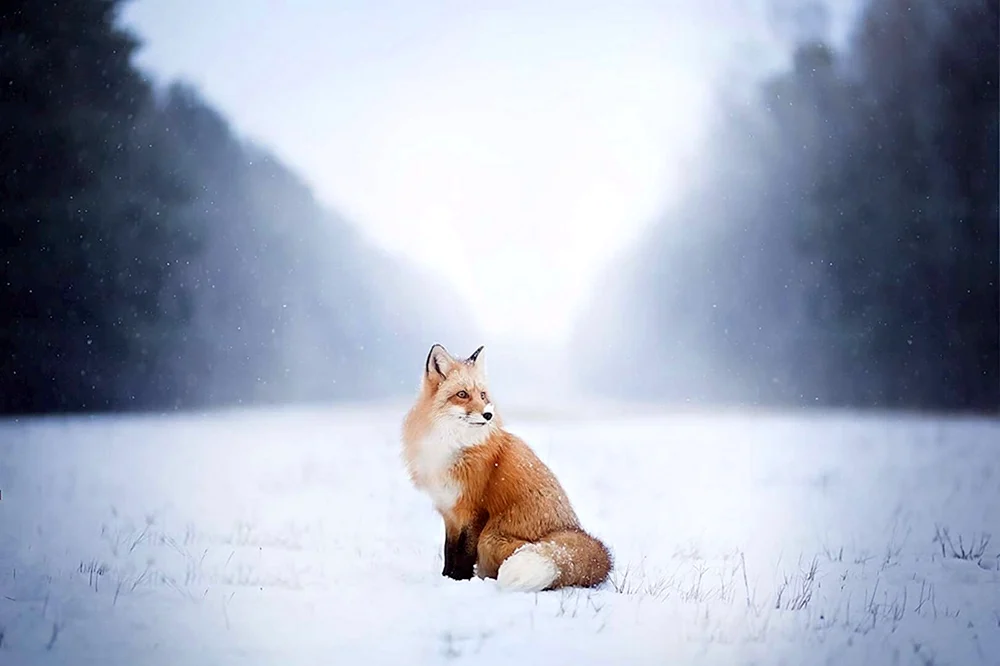 Lisa im Winter