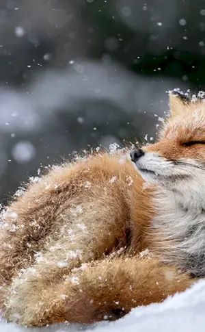 Fuchs im Winter