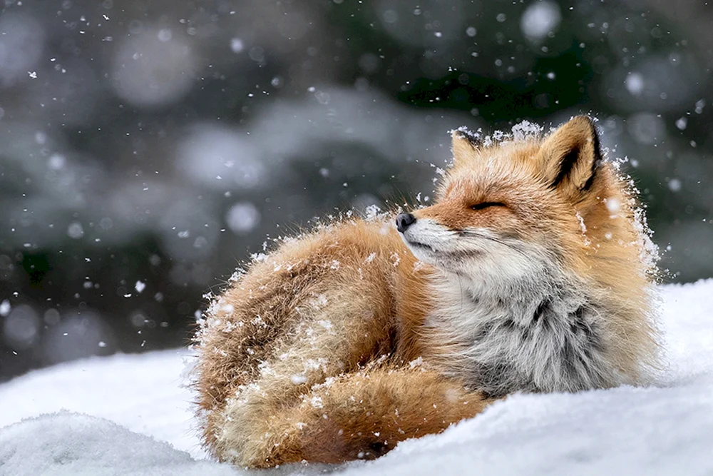 Fuchs im Winter