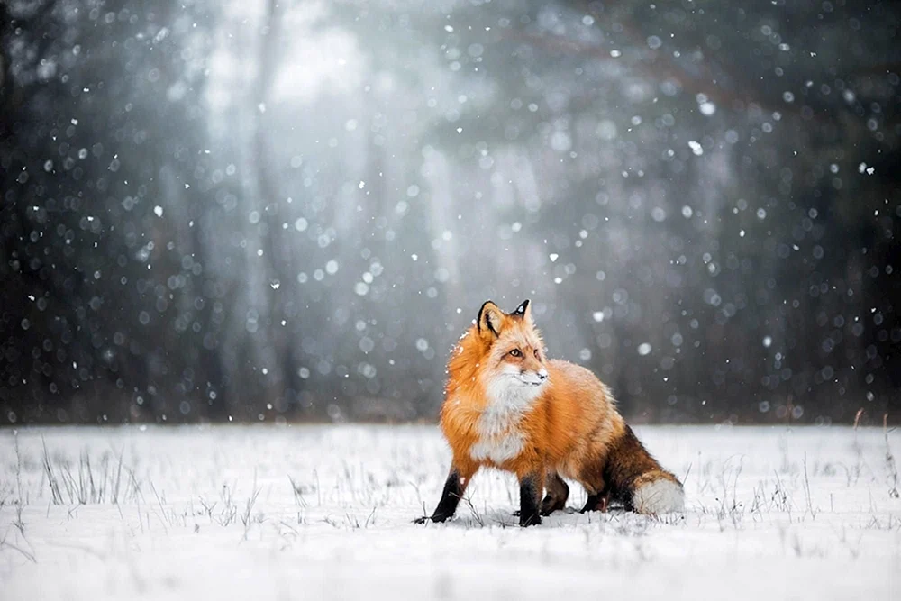 Lisa im Winter