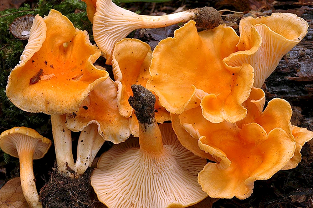 Falscher Pfifferling Pilz