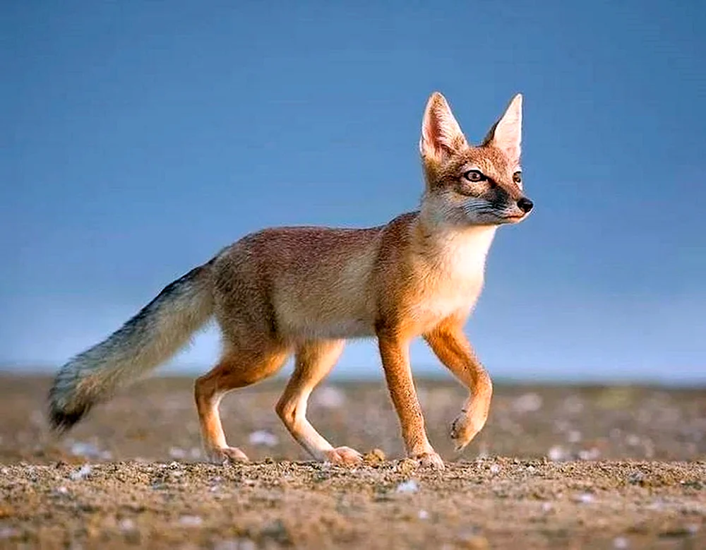 Fuchs Korsak