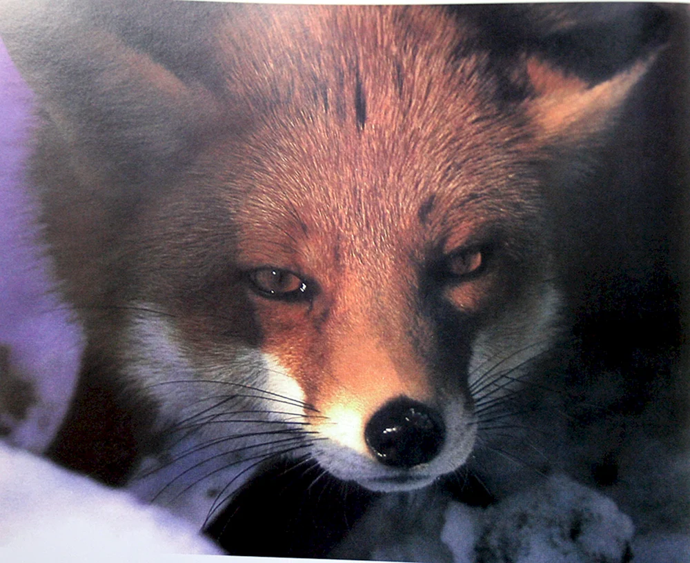 Tierkunst