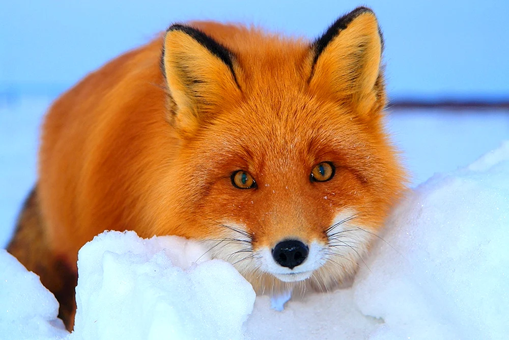 Patrykeevna Polar