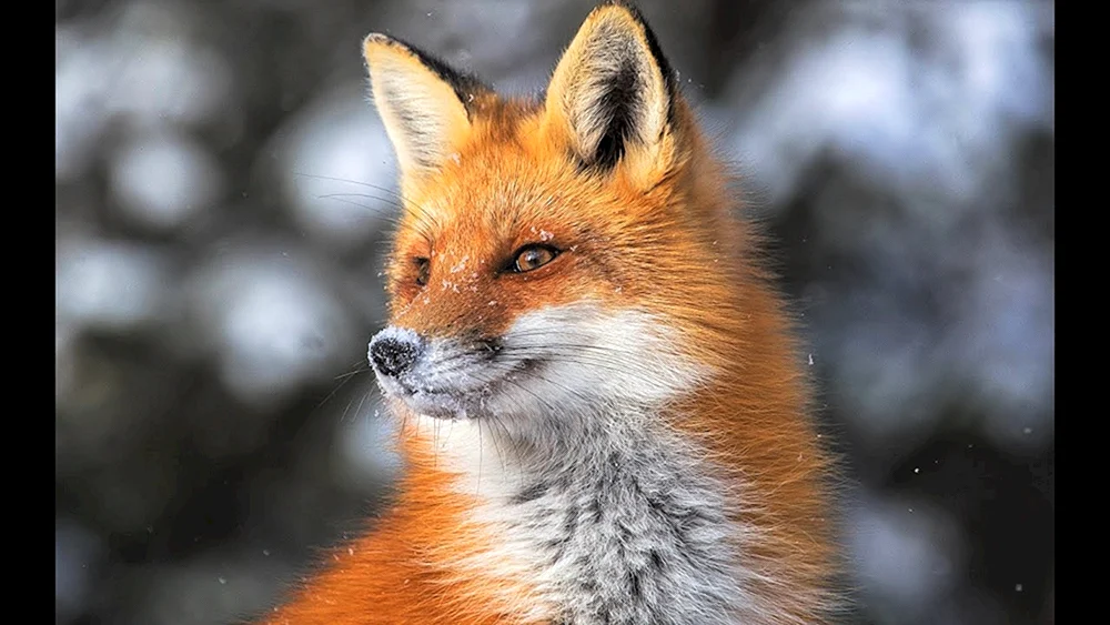 Fuchs Wjatka Fuchs