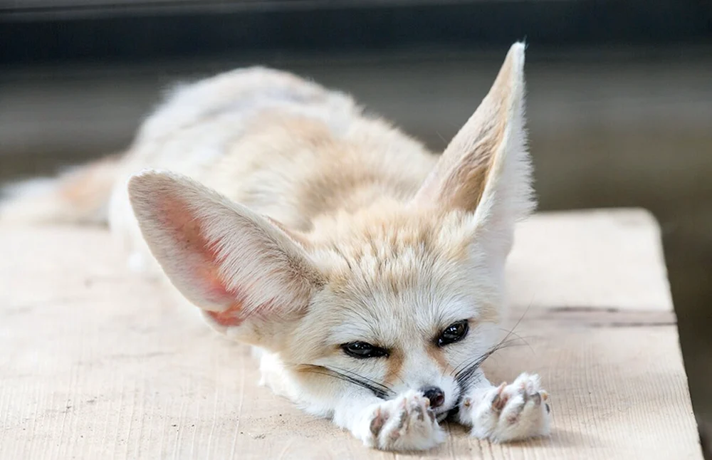 Wüstenfuchs fenech