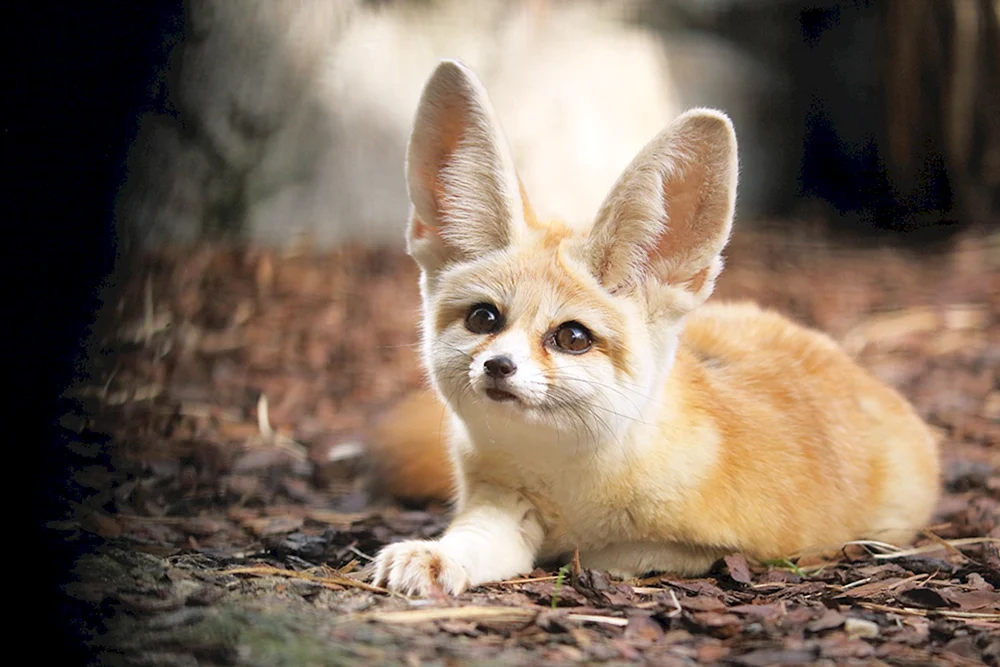 Foxes fenech