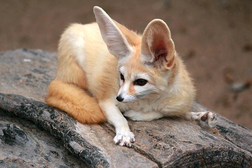 Foxes fenech