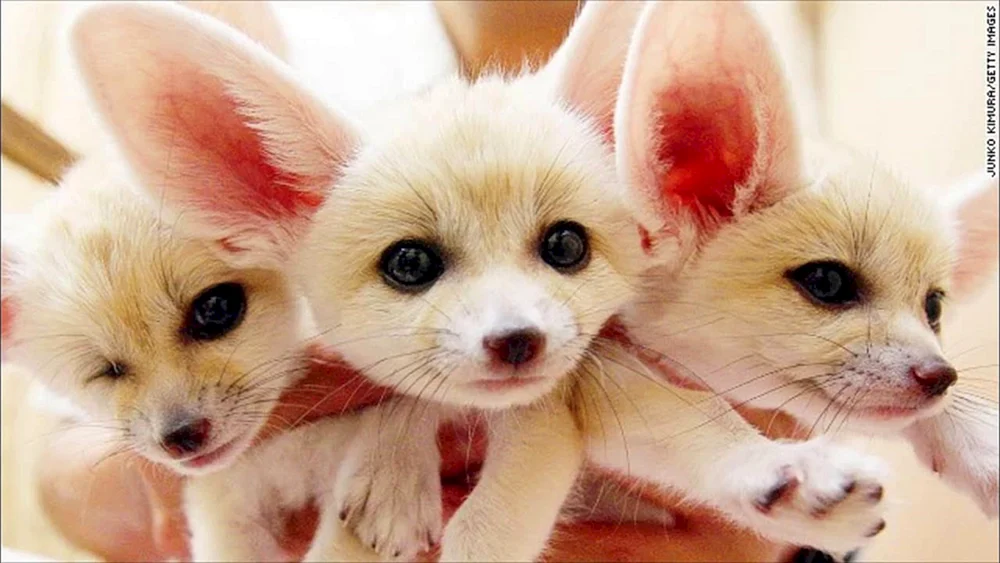 Niedliche Tiere