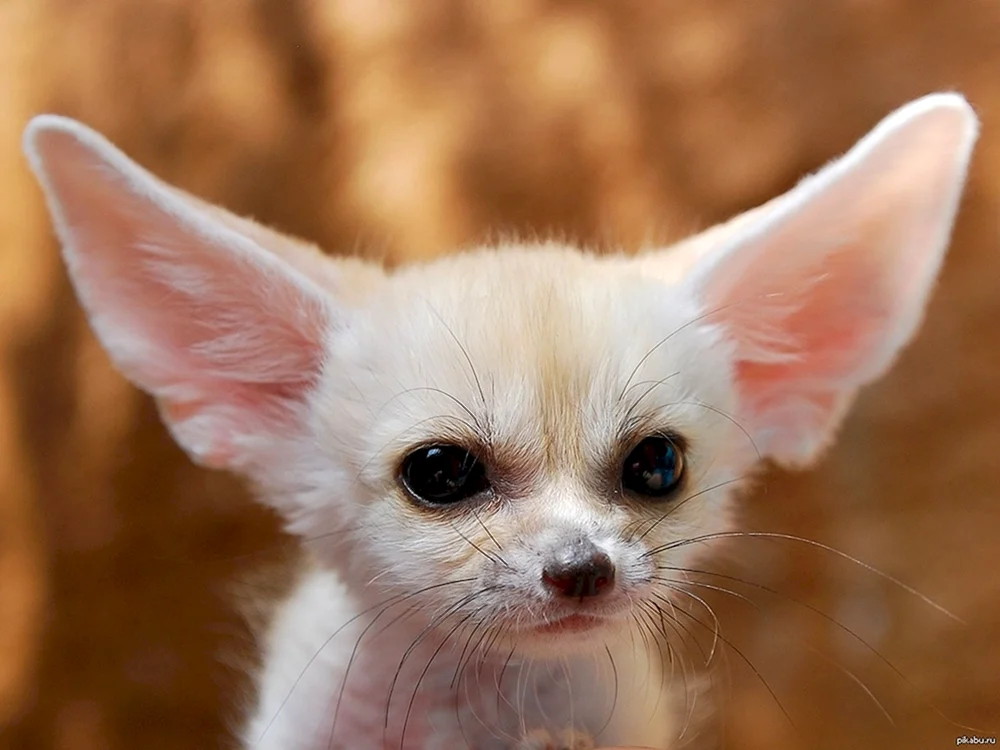 Kleine Fennec Füchse
