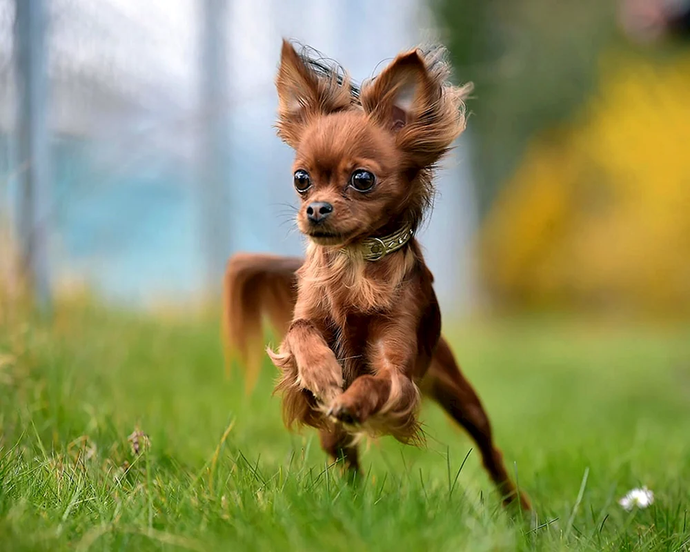 Chihuahua Puppi