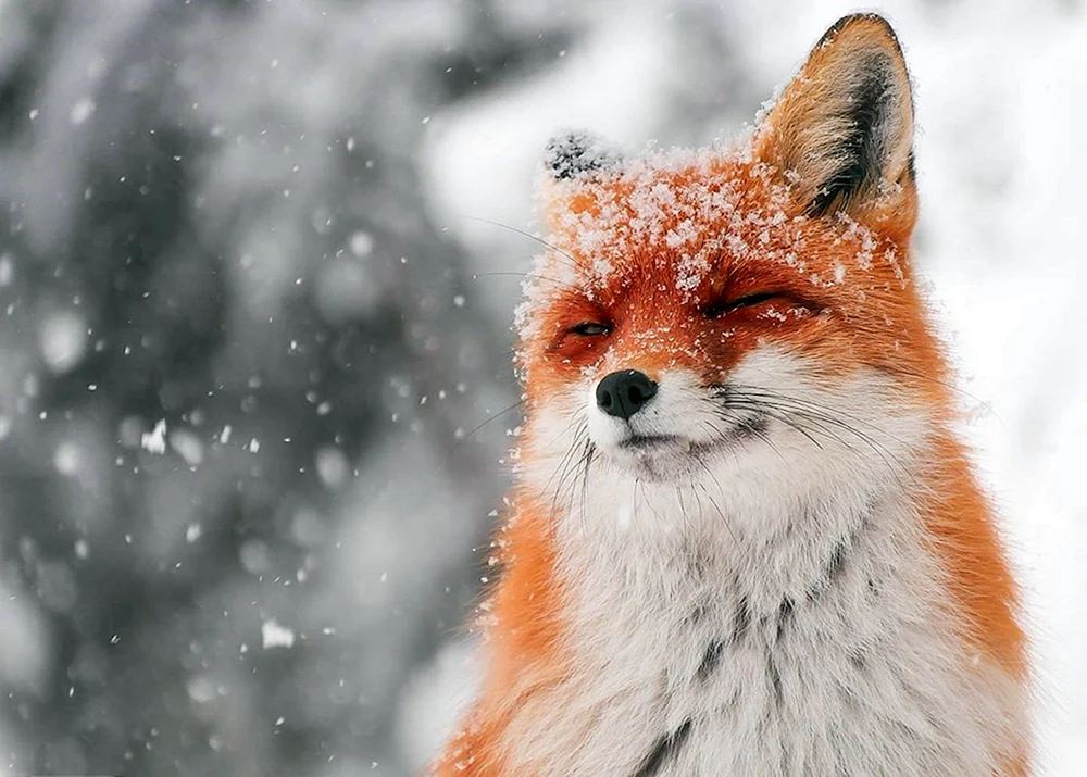 Lisa im Winter im Schnee