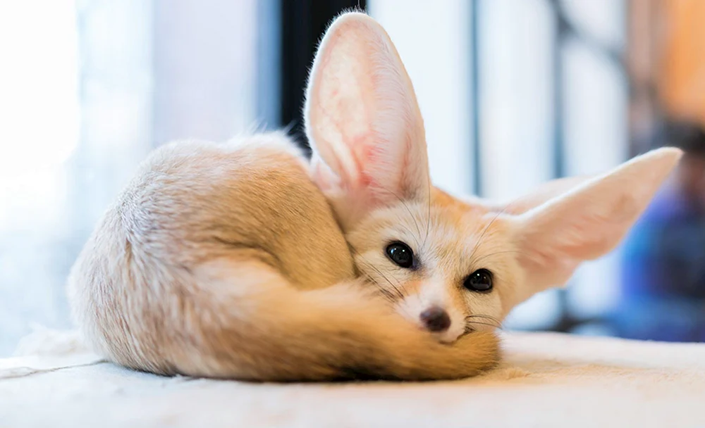 Fuchs feneq