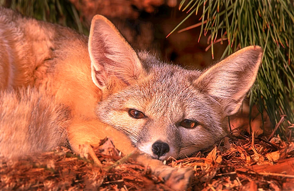 Vixen Korsak