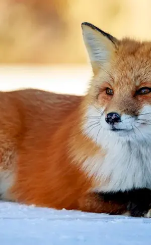 Gewöhnlicher Fuchs