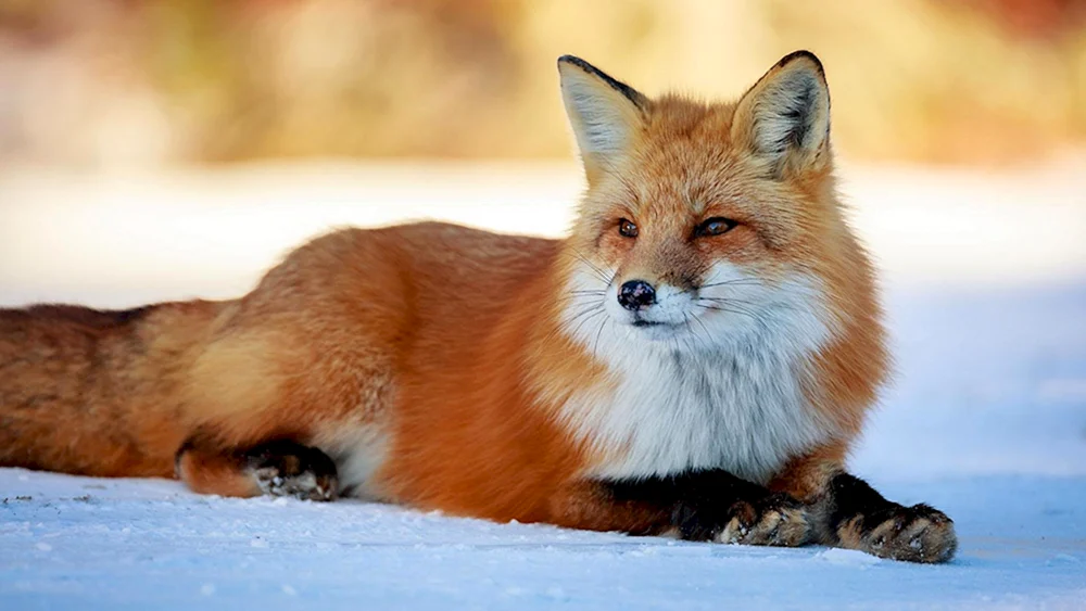 Gewöhnlicher Fuchs