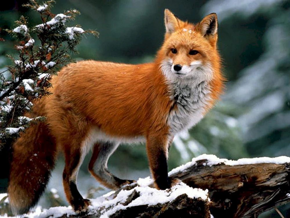 Fuchs im Bargusinskij-Reservat