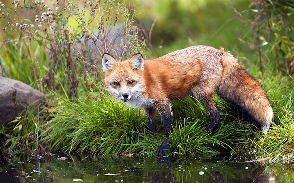 Fuchs in der Taiga
