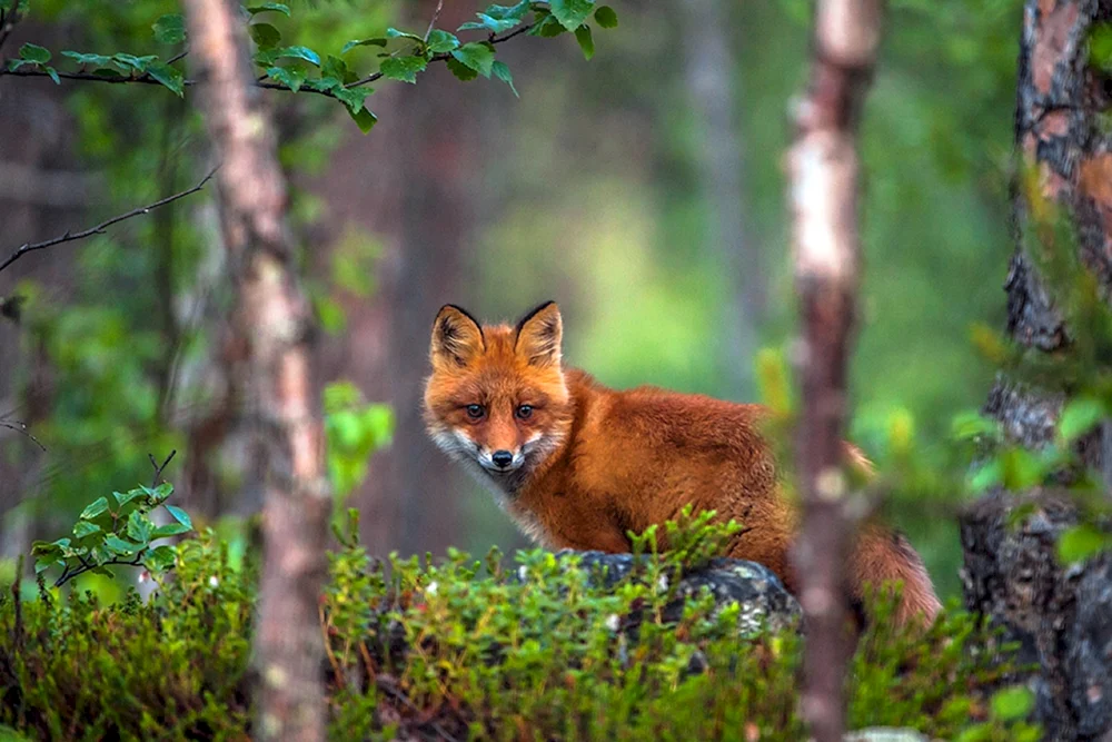 Fuchs Wjatka Fuchs