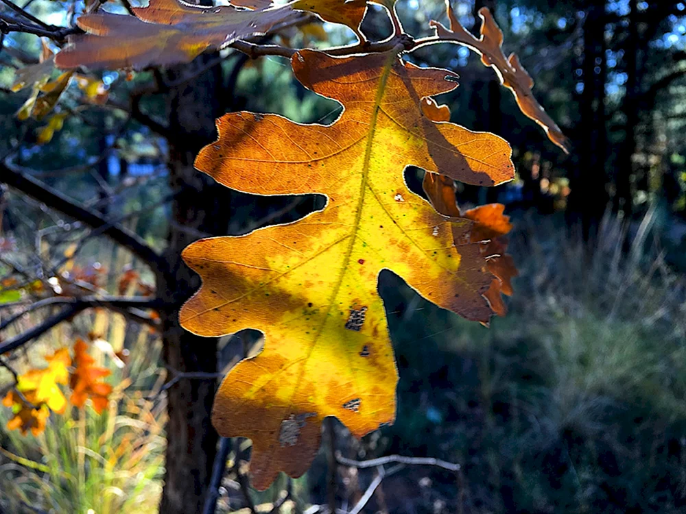 Herbst Eichenblatt