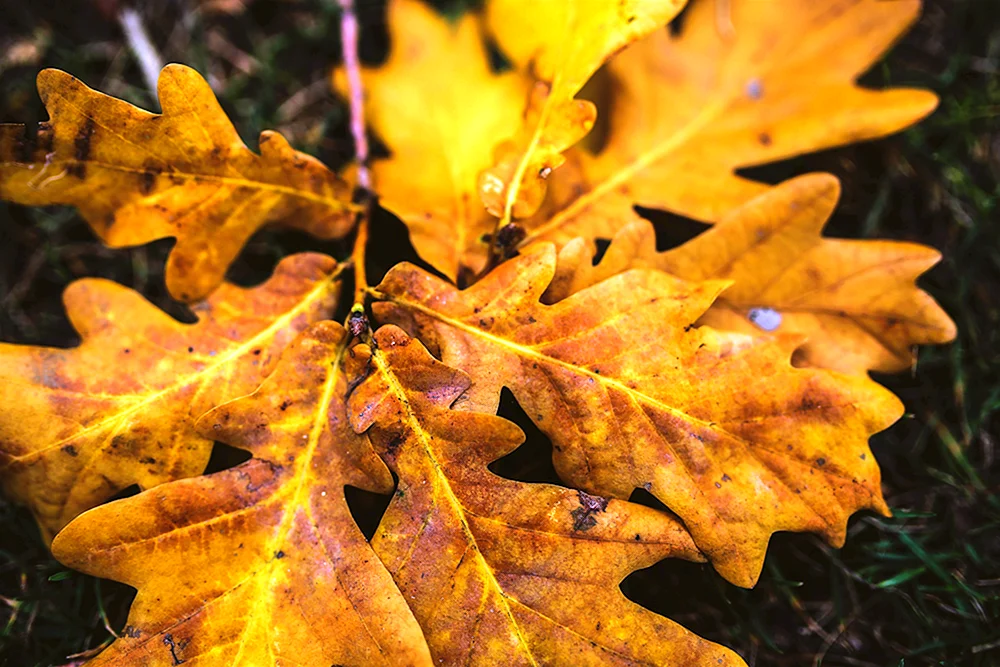 Herbst Eichenblatt