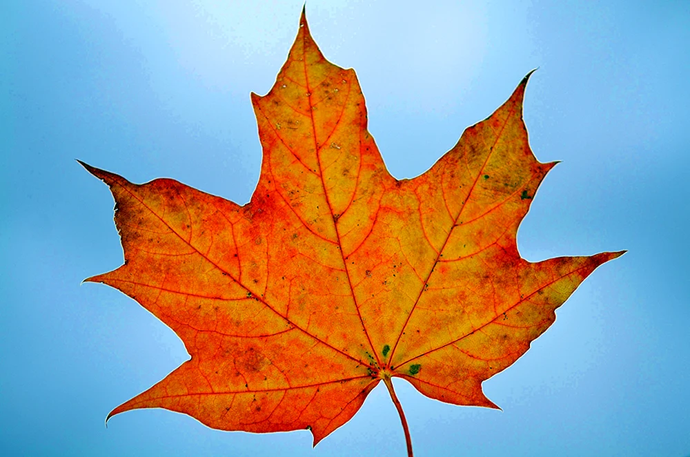Herbst Ahornblatt
