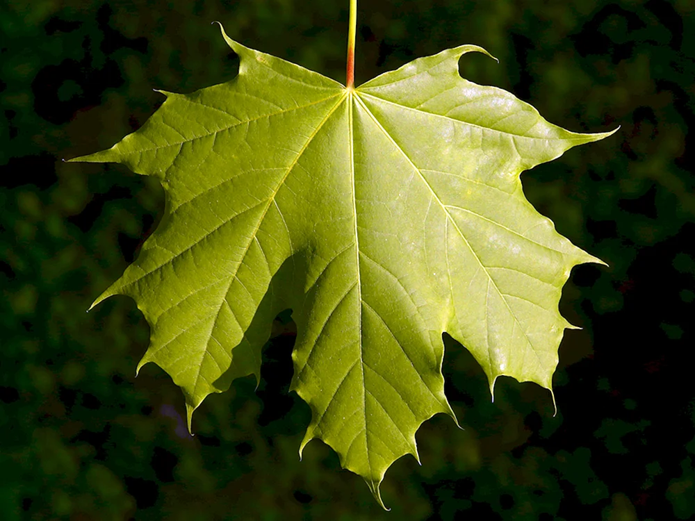 Herbstliches Ahornblatt