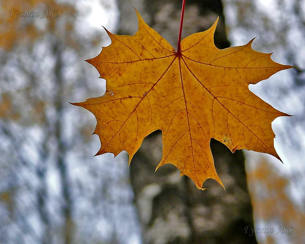 Herbstliches Ahornblatt