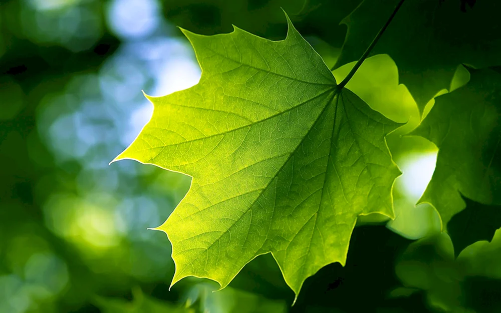 Herbstliches Ahornblatt