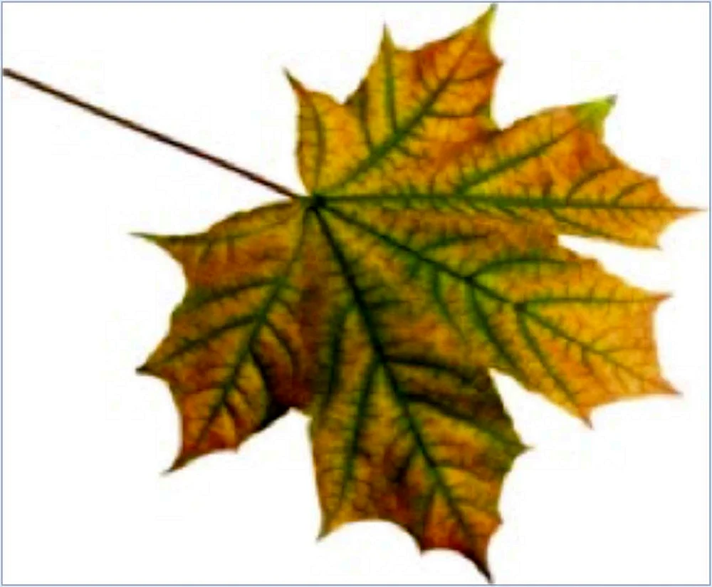 Herbstliches Ahornblatt