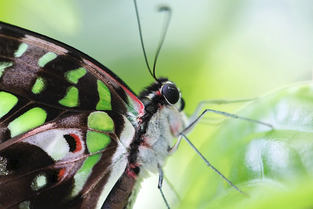 Tagpfauenauge Schmetterling