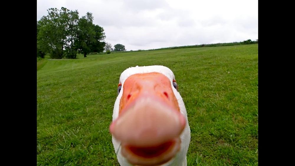 Gesichtsgans