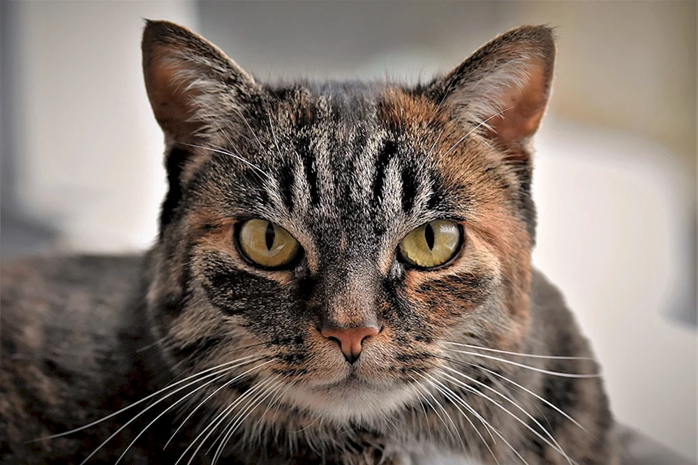 Katzengesicht