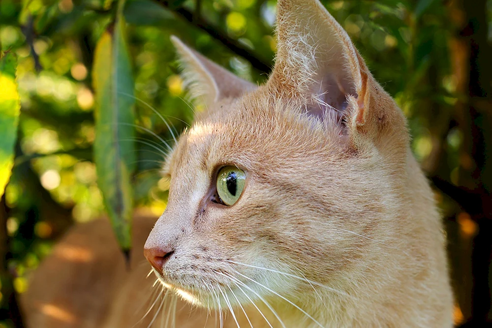 Curcuma Katze