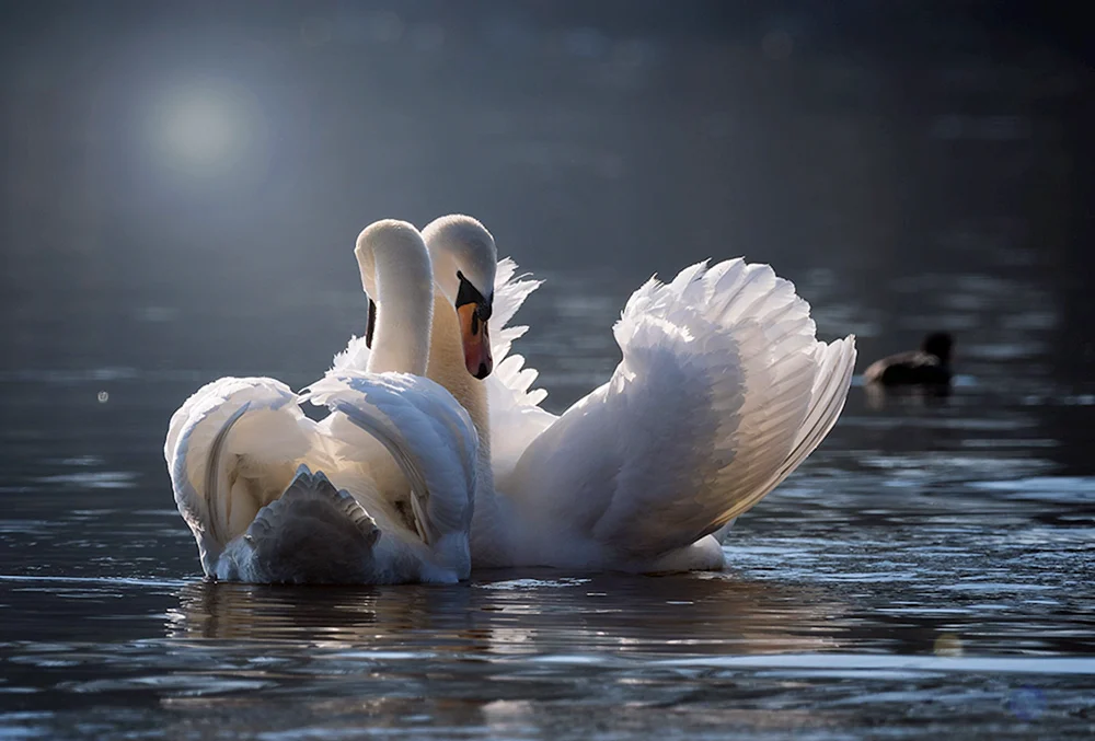 Jagd auf den Schwan des Schwanenkleins