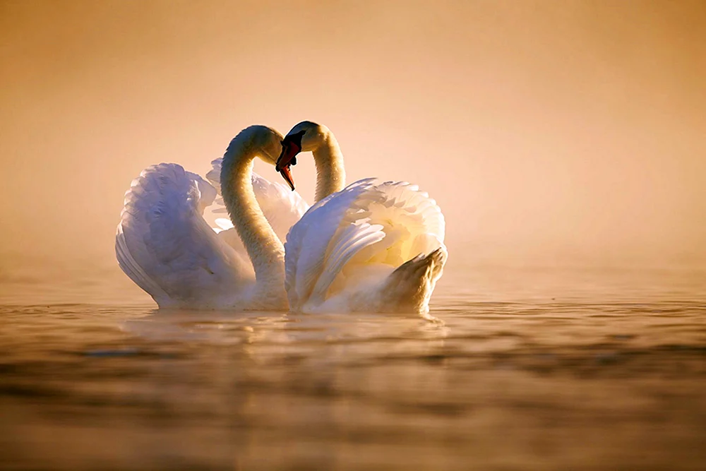 Liebe und Schwäne