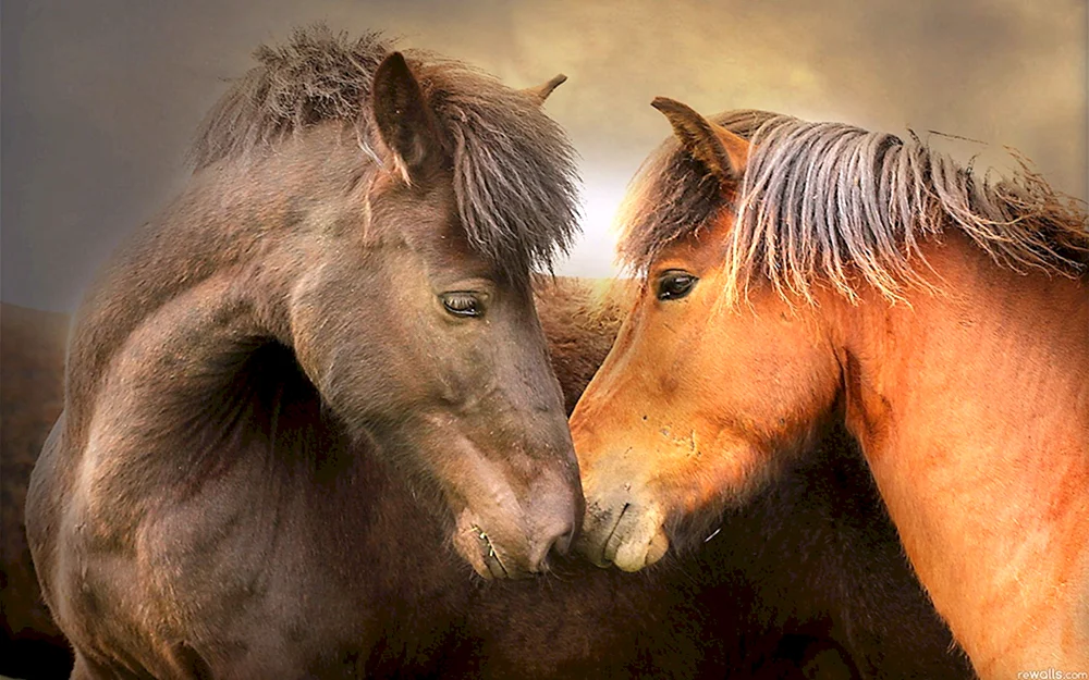 Liebe Pferde