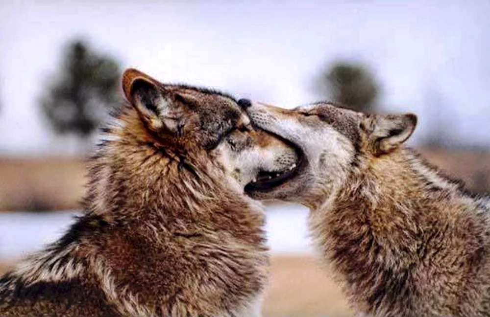 Wolf