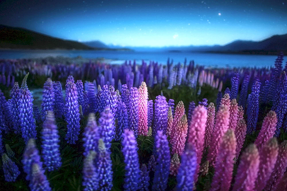 Lupinen in Neuseeland