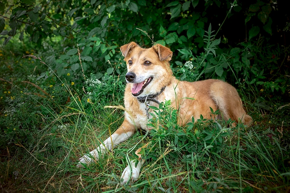 Marty der Edisonhund