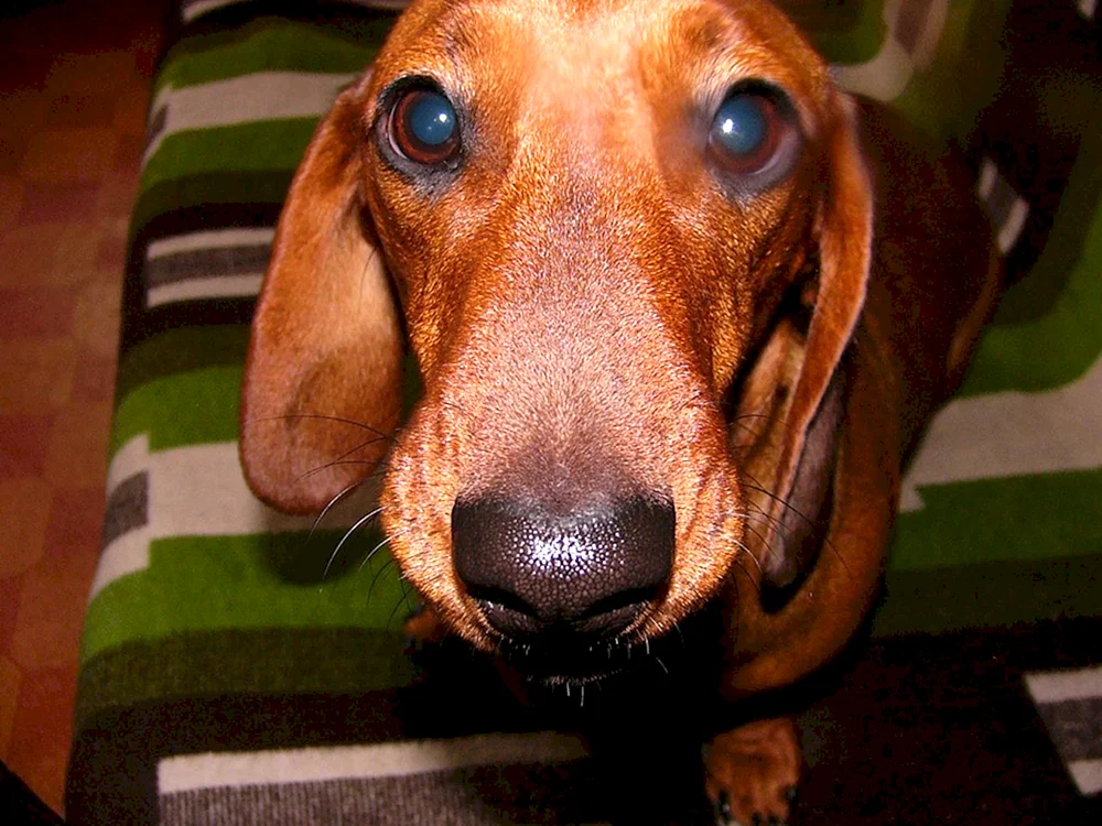 Marty der Edisonhund