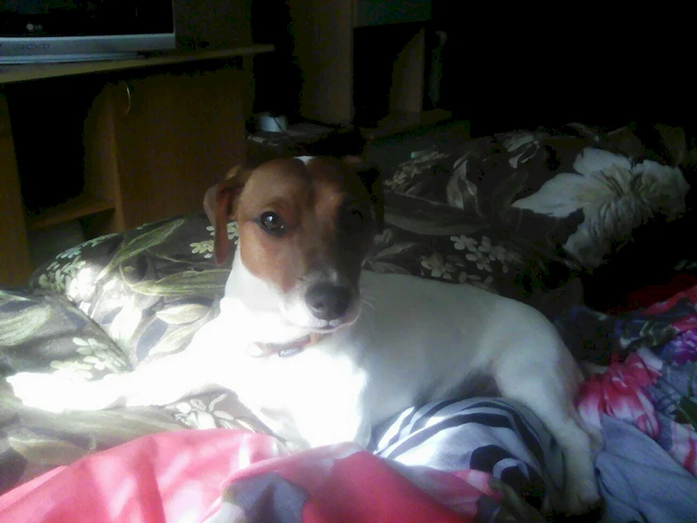 Benjamin Hund